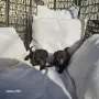 Шоколадови мини пудели, снимка 1