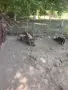 Белгийска овчарка , снимка 5
