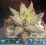 Хавортия (Haworthia attenuata Tanba var. nova), сукулентно растение, снимка 1
