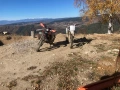 Kross 250cc X-moto, снимка 3