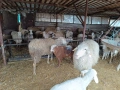 продавам овце и агнета, снимка 2