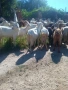 Продавам 70 бр. Дойни кози, снимка 5