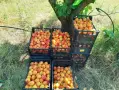 Продавам кайсия за ракия , снимка 1