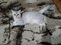 шотландско коте, снимка 1