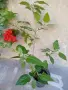 Китайска роза кичеста, снимка 3