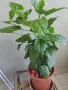 продавам цветя Китайска роза, червена, кичеста, снимка 6