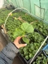 Разсад краставици Сандра F1, снимка 2