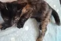 Бездомно женско коте, снимка 5