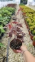 Японски Клен, Аcer palmatum Аtropurpureum, снимка 7