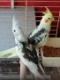 продавам папагали Корела , снимка 1
