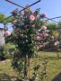 Млади насаждения розички , снимка 16