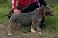 Американско були ПОКЕТ / American bully POCKET, снимка 5