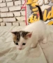 Подарява се малко котенце – спешно търси дом!, снимка 6