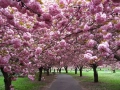 Японска Вишна Канзан, Сакура, Prunus Serrulata Kanzan, снимка 3