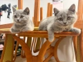 🐾 Прекрасни женски котенца Британска късокосместа търсят своя дом 🐾, снимка 5