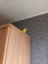 Пойни мъжки папагали , снимка 17