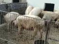 СВИНЕ МАЙКИ И прасета  - ЛИКВИДАЦИЯ, снимка 2