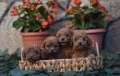 Той пудел Toy poodle, снимка 1