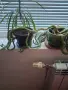 Стайни цветя - кактус, снимка 6