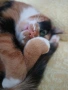 Трицветно коте, снимка 2