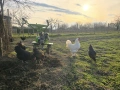 🥚 Домашни яйца от свободно отглеждани кокошки – Пловдив 🐓 , снимка 6