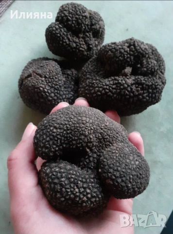 Коприва,Лапад,Лайка,Лозови листа,Маточина,Розмарин,Песто,Дива Ягода,Бъз цвят,Самардала,Мащерка, снимка 15 - Сортови семена и луковици - 44686395