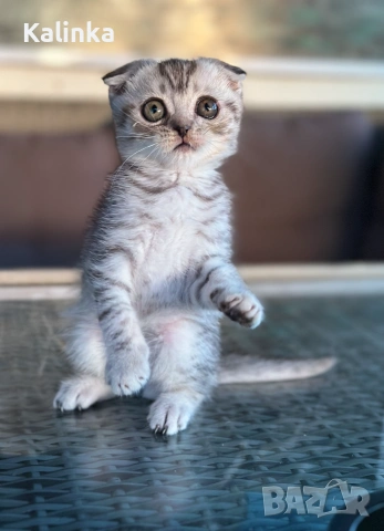 Мъжко шотландско клепоухо сребърно котенце , снимка 13 - Други - 55096948