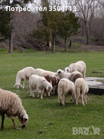 Великденски агнета 