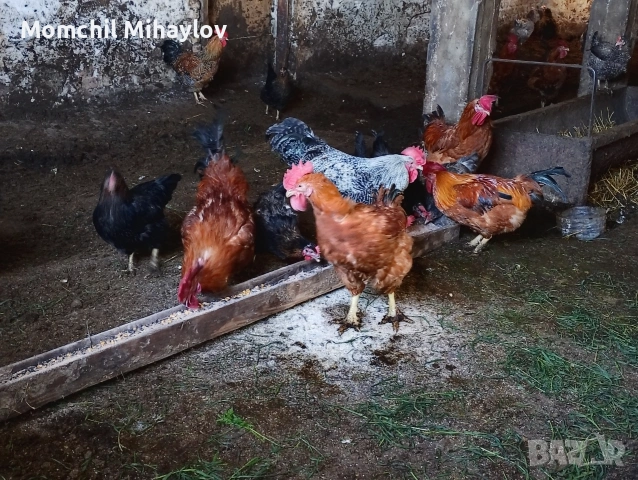 продавам петел, снимка 3 - Кокошки и пуйки - 54316373