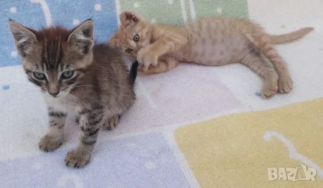 Подаряваме домашни, галъовни котета на 2месеца, снимка 7 - Други - 54749169