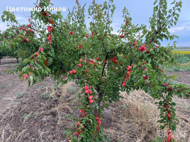 Кайсии за компот/ядене/нектар сорт Мъркулещи, снимка 3 - Домашни продукти - 55256142