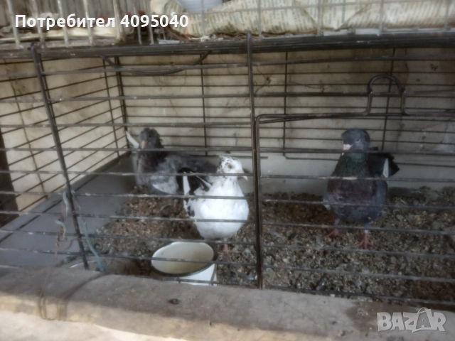 Продавам гълъби, снимка 9 - Гълъби - 51379486