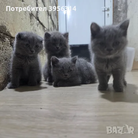 British Shorthair 61 дена, снимка 3 - Британска късокосместа - 55661938