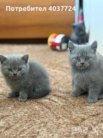 Британски късокосмести котета с родословие , снимка 6 - Британска късокосместа - 54097106