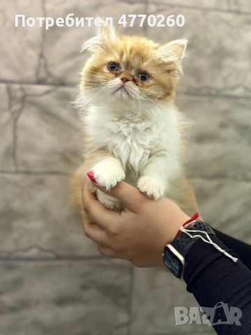 Персийски котета