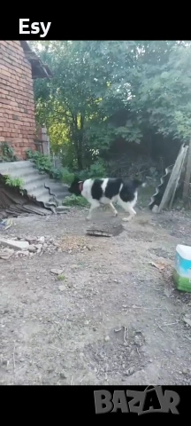 Каракачанска овчарка 