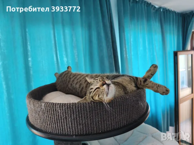 Търси се любящ дом за котка Ася, снимка 7 - Други - 55441047