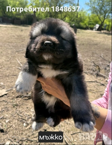 Кавказка овчарка , снимка 3 - Каракачанска овчарка - 54319304