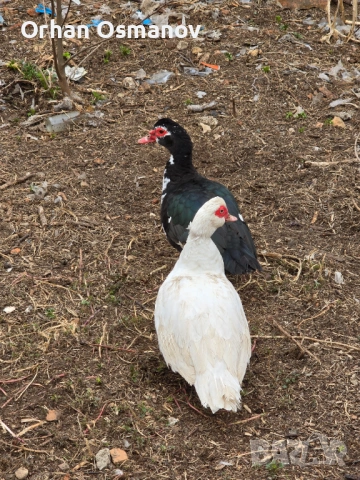 Неми патици , снимка 3 - Патици и гъски - 54054463