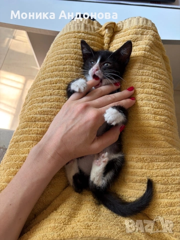 МЪЖКО КОТЕНЦЕ Търси дом, снимка 14 - Други - 55142831