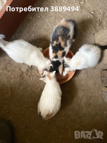 Подарявам котки