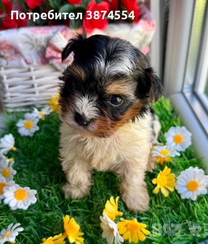 Бивер мини момиче