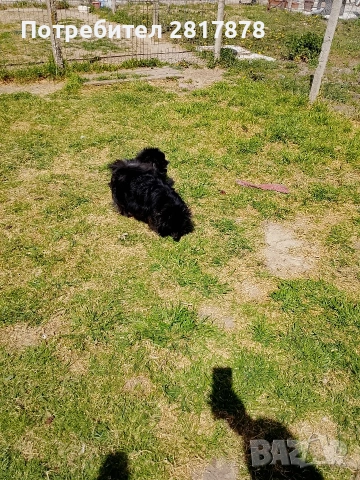 мини шпиц померан 