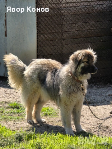 Каракачанки