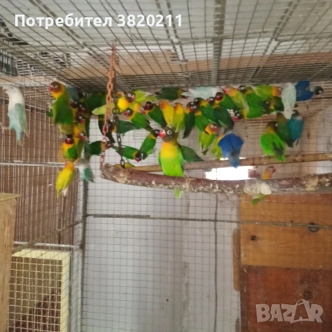 Продавам ято маскови неразделки, снимка 2 - Папагали - 54801381