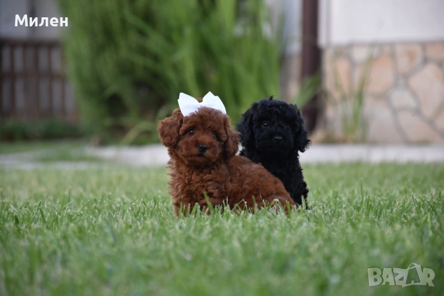 Той пудел Toy poodle, снимка 7 - Пудели - 55006000