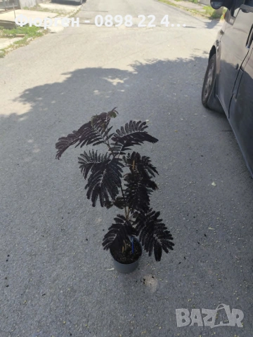 Албиция „Летен шоколад“ (Albizia julibrissin ‘Summer Chocolate’), снимка 10 - Разсади - 54934042