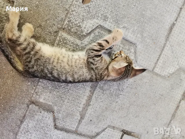 Подарявам  котенца , снимка 3 - Други - 55412587