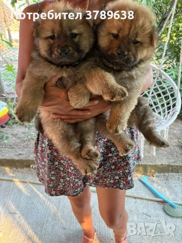 Чау - Чау  💙🐾🐶 Най-пухкавите Чау Чау бебета очакват своите нови семейства , Много скоро 🎉🪭❤️✨🐾🥰🐩➡️⤵️