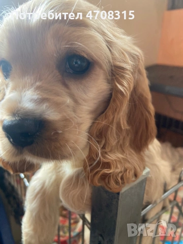 Кокер шпаньол момченце ваксина , снимка 4 - Кокер шпаньол - 54098870